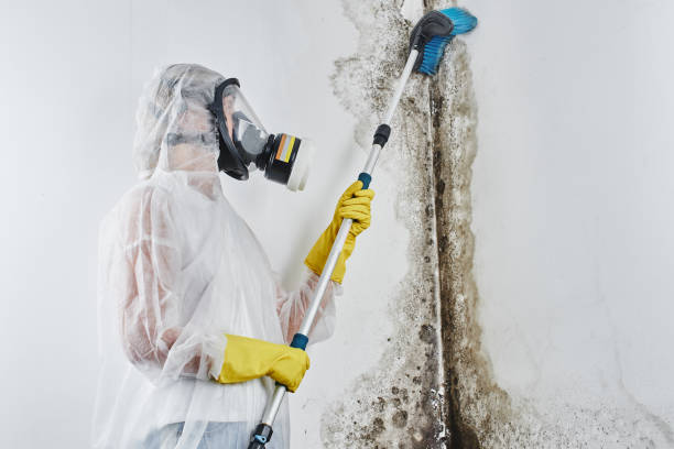 Best Residential Mold Removal  in Dryden, MI
