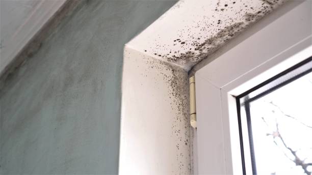 Best Local Mold Removal Service  in Dryden, MI