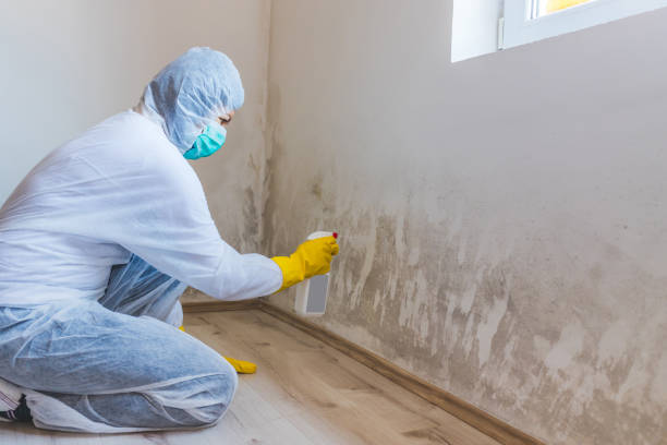 Certified Mold Removal in Dryden, MI