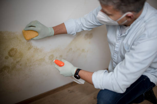 Best Mold Testing and Removal  in Dryden, MI