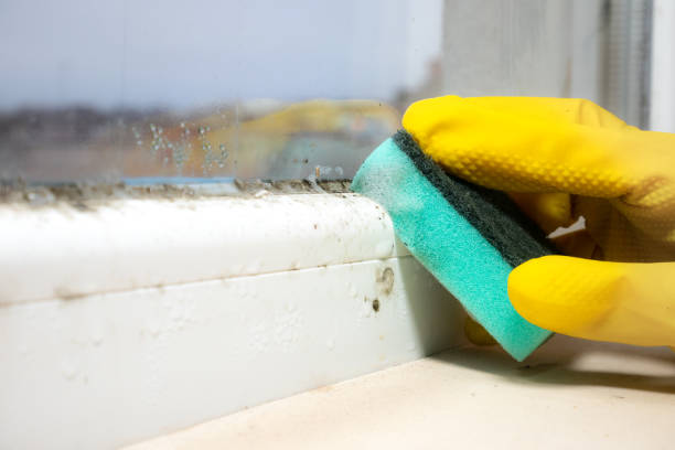 Best Attic Mold Removal  in Dryden, MI