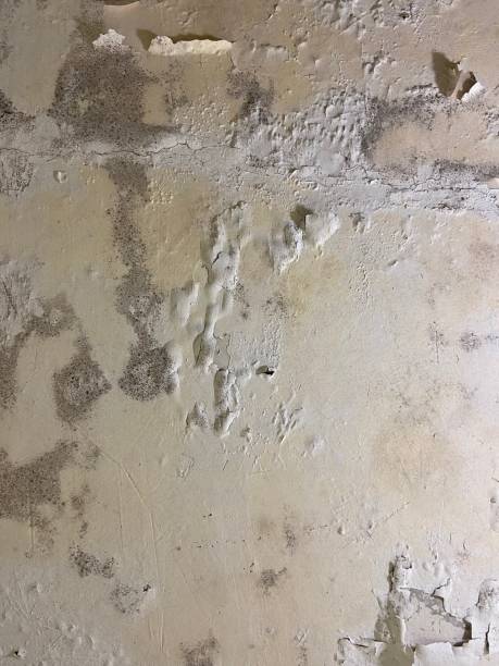 Attic Mold Removal in Dryden, MI