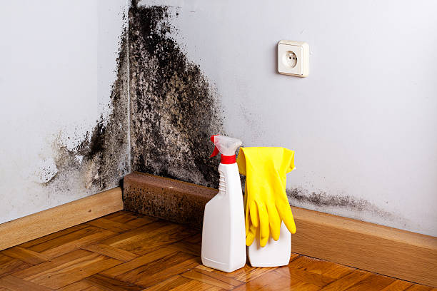 Best Certified Mold Removal  in Dryden, MI