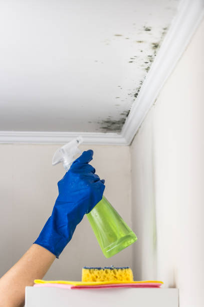 Mold Testing and Removal in Dryden, MI