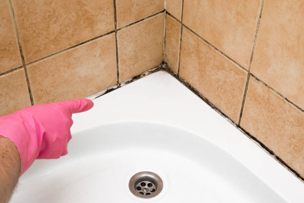  Dryden, MI Mold Removal Pros